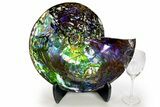 Museum Quality Ammonite (Ammolite) Fossil - Rare Purple! #313395-8